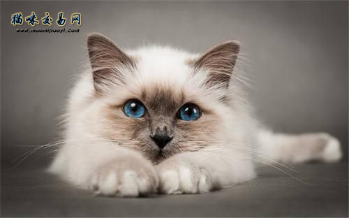 河南纯种英短蓝白宠物猫怎样卖？