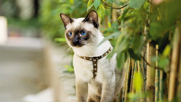 山东纯种布偶猫价钱几钱？