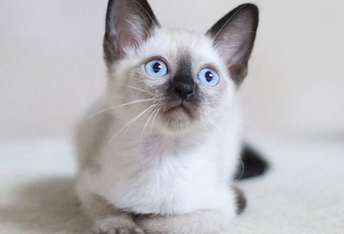 四川纯种英短蓝白宠物猫价钱几钱？