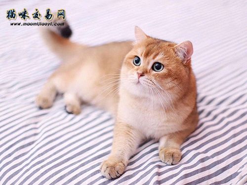 郑州购二到五个月的金渐层宠物猫价格大约几钱？