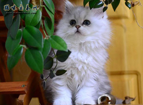 上海cfa猫舍的加菲猫价钱几钱？
