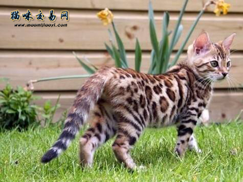 北京购二个月安排的纯种豹猫大约几钱？