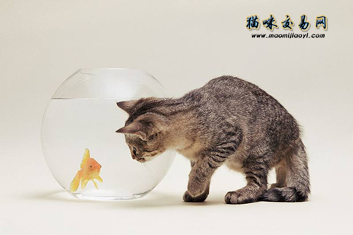 2021年天津纯种加菲猫价钱清单颁布，购猫宠主请收躲！