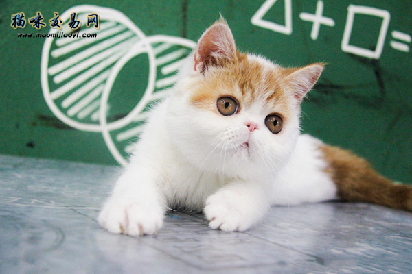 豢养一只加菲猫每个月须要几启支呢？