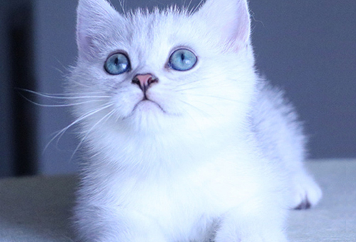 江苏加菲猫价钱几钱一只？