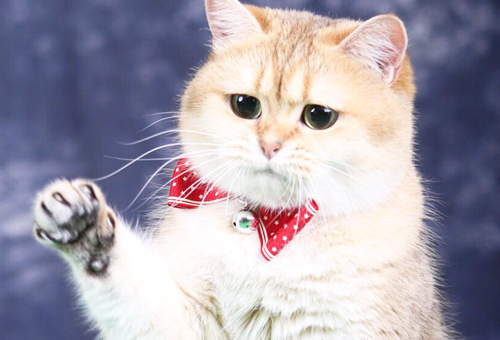 上海宠物猫博卖店纯种布偶猫几钱？