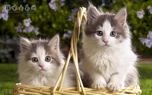 广东省三个月大的暹罗猫价钱几钱？