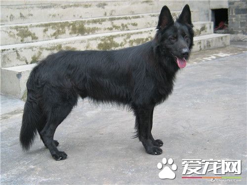 比利时牧羊犬怎样练习 预先给狗预备茅厕