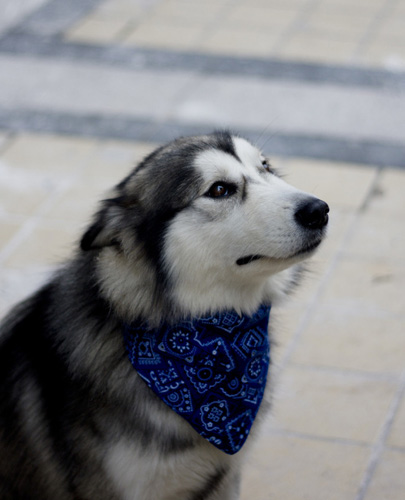 阿拉斯加雪橇犬练习 练习狗拿来戴走物品