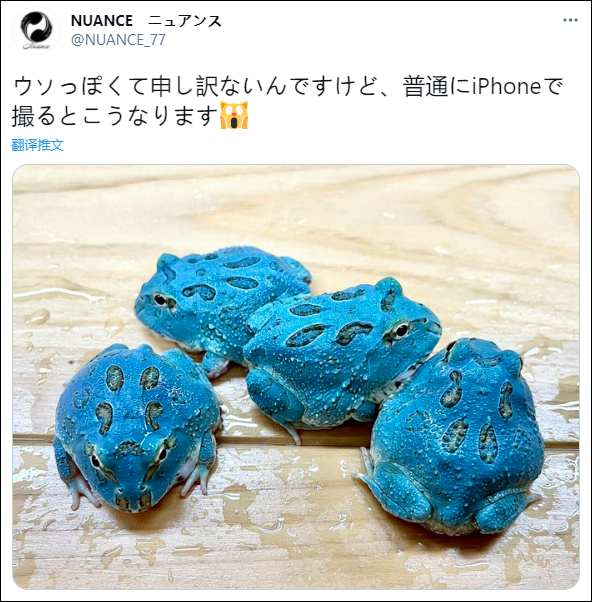 日本角蛙繁育大神的“梦幻天蓝”角蛙，售价堪称业界良心！(图1)
