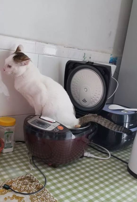 猫咪把米桶当猫砂盆，埋得太深几天后才发现！怎样教育做坏事的猫(图8)
