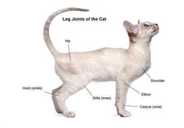 猫咪这种沙雕行为或是生病！80%猫都会经历，做好两件事预防(图9)
