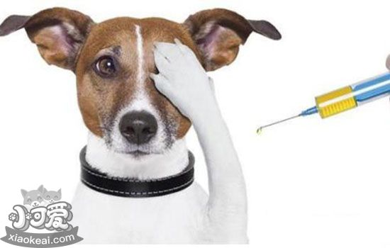 狗狗感冒消炎药有哪些 家中养宠应该常备这几种药(图1)