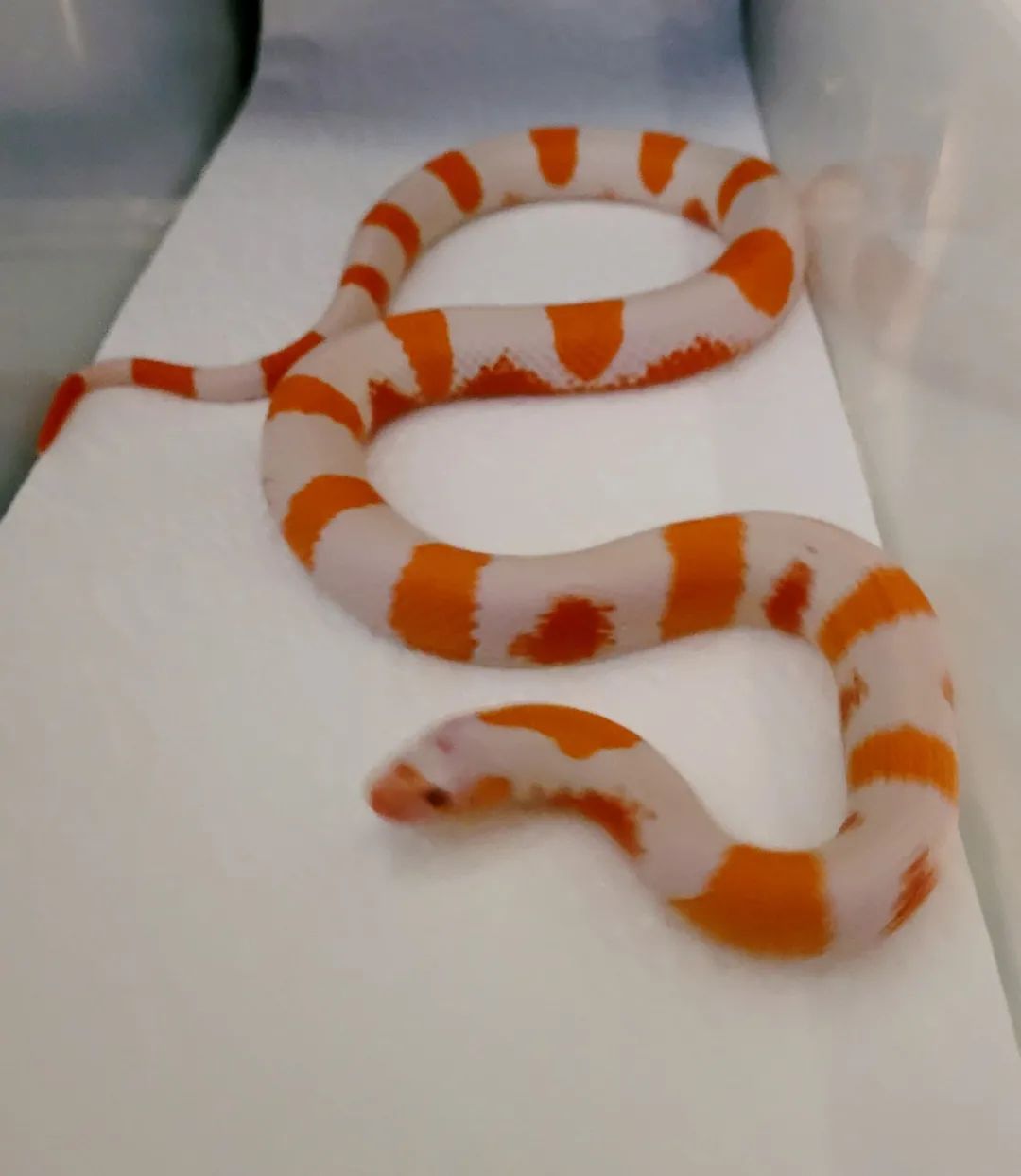 选育杂交蛇再现？超级惊艳的荧光橘色宠物蛇，身世成谜！(图1)