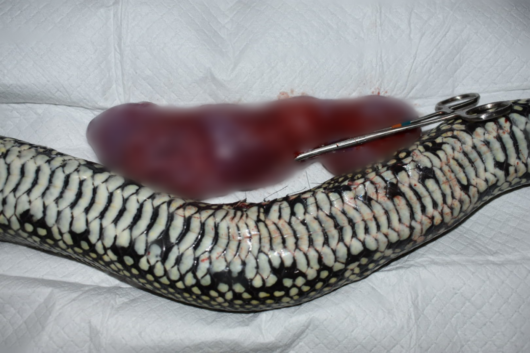 两条宠物蟒蛇因身体肿胀入院治疗，原因却大相径庭！(图9)