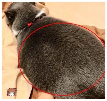 最新研究!冬天跟狗或猫一起睡,比与人同床共眠好处更大(图3) 最新研究!冬天跟狗或猫一起睡,比与人同床共眠好处更大(图3)