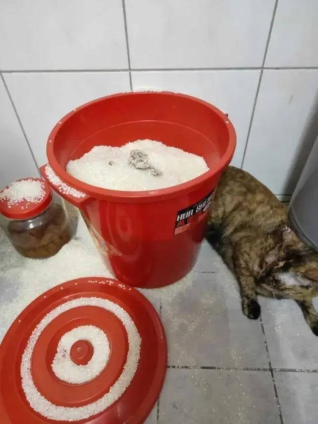 猫咪把米桶当猫砂盆，埋得太深几天后才发现！怎样教育做坏事的猫(图16)
