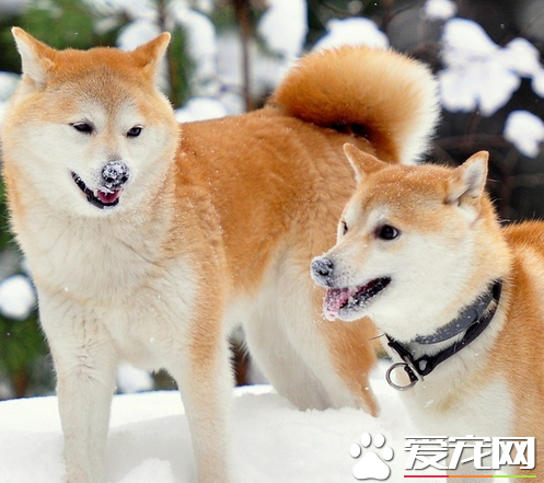 葡萄牙水犬何如练习 咬人练习要严酷指责葡萄牙水犬