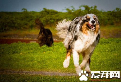 怎样练习澳洲牧羊犬 最须要加强警告性练习