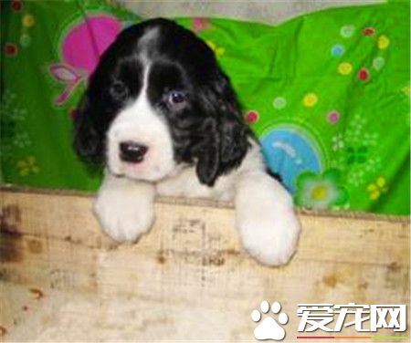 史宾格犬何如练习 一种十分聪慧轻易练习的狗狗