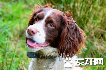 史宾格犬何如练习 一种十分聪慧轻易练习的狗狗