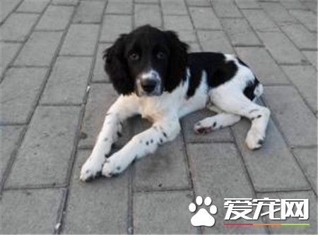 史宾格犬何如练习 一种十分聪慧轻易练习的狗狗