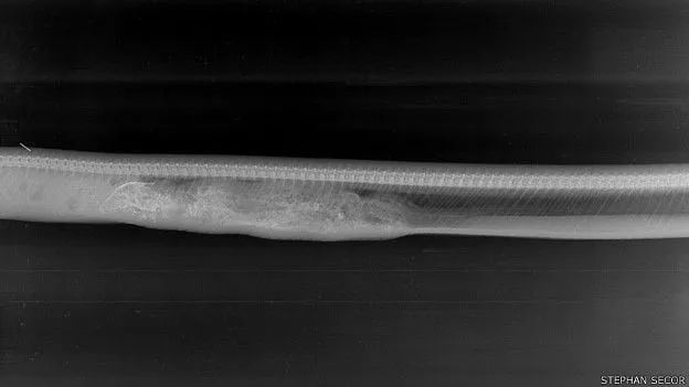 蟒蛇吞下鳄鱼几天能消化？生物学家用X光影像给出答案(图3)