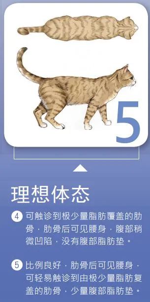 如此喂食不是爱猫是害猫，三分之一猫咪受害！钟南山也不这样喂(图9)