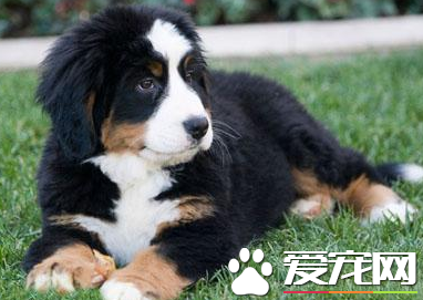 伯恩山犬轻易练习吗 伯恩山犬的练习仍旧要顺序渐进