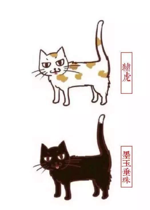 中国人最喜欢养的五种猫！你家主子入选了吗？(图11)