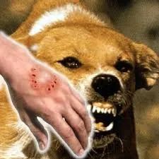 全国多地狂犬病疫苗缺货！脚有伤口踩到猫屎，要打疫苗吗？(图10)