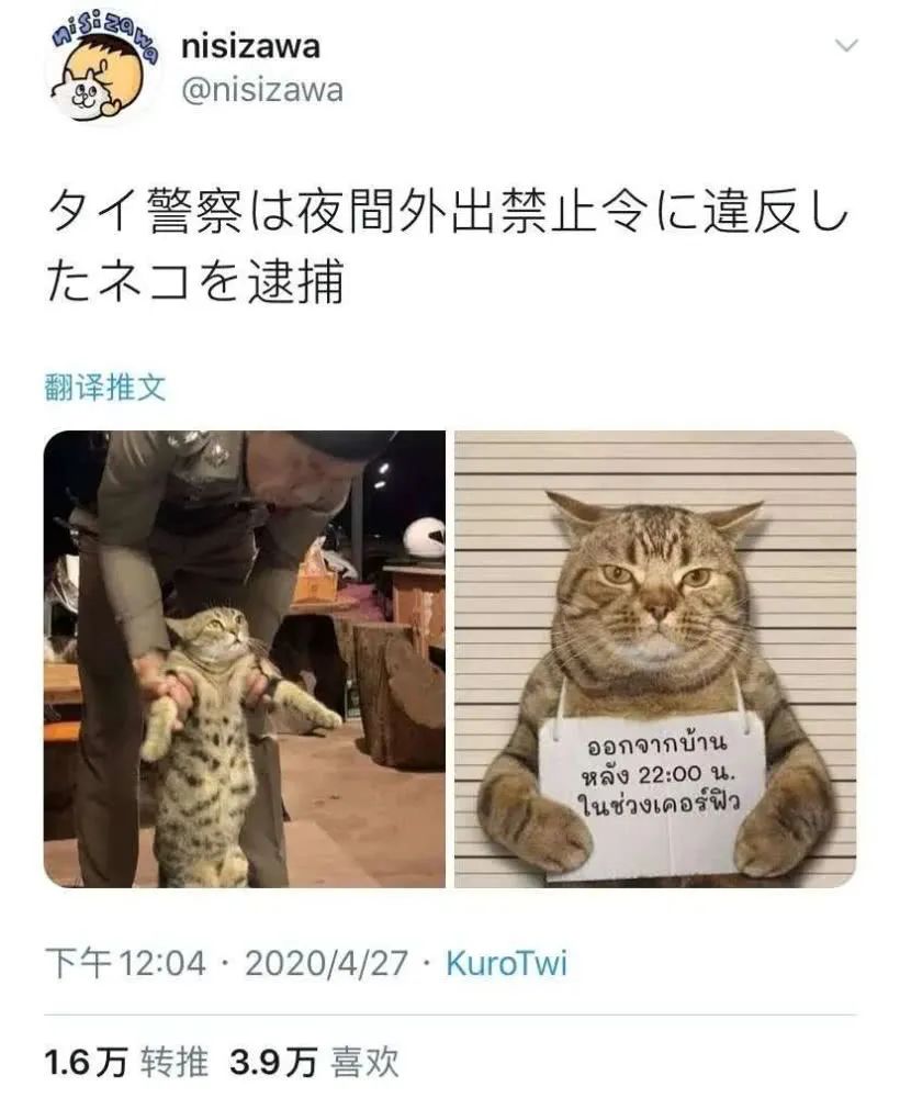 猫咪深夜外出被捕后拍照成网红！这么做，竟能让猫多活10年(图1)