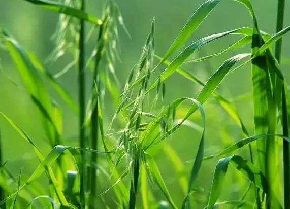 兔子能不能吃新鲜牧草? 吃新鲜牧草就会死？(图3)