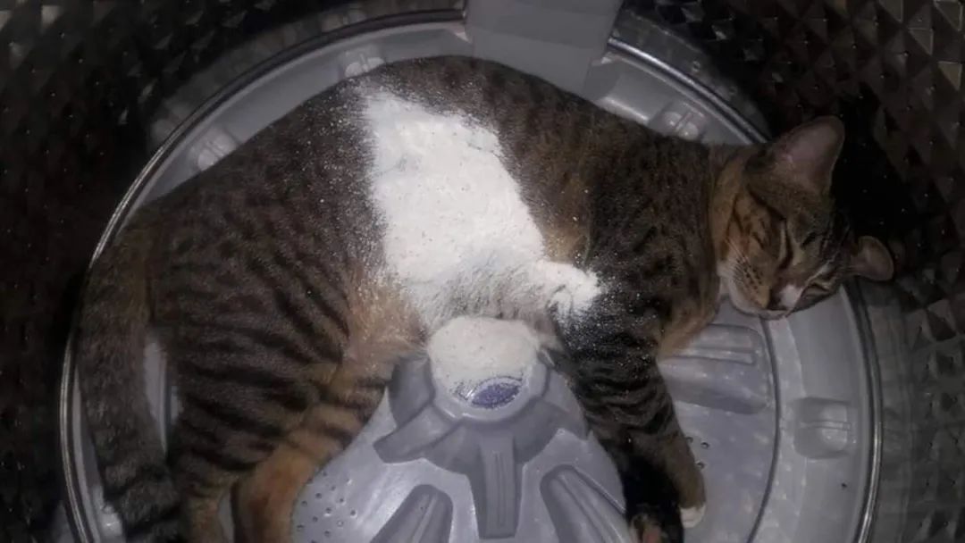 洗衣机又杀死了一只猫！养猫家庭洗衣服前，有件事不能偷懒(图16)