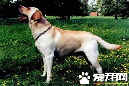 拉布拉多寻回犬练习难度 间交处罚调教法来练习