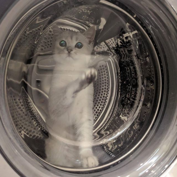 洗衣机又杀死了一只猫！养猫家庭洗衣服前，有件事不能偷懒(图15)