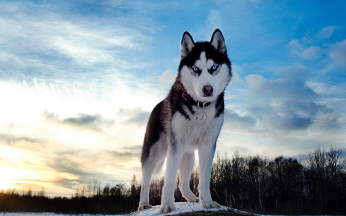 阿拉斯加雪橇犬的练习 20个养狗口诀