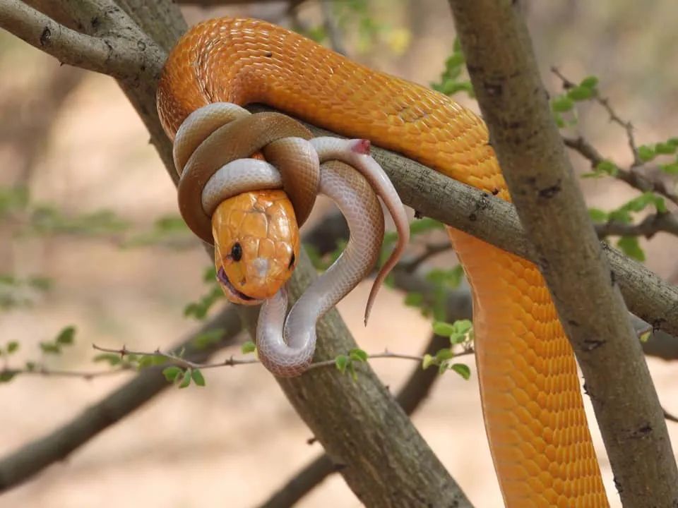 谁说小蛇就要被大蛇秒杀？顽强的小蛇差点绝杀黄金眼镜蛇！(图3)