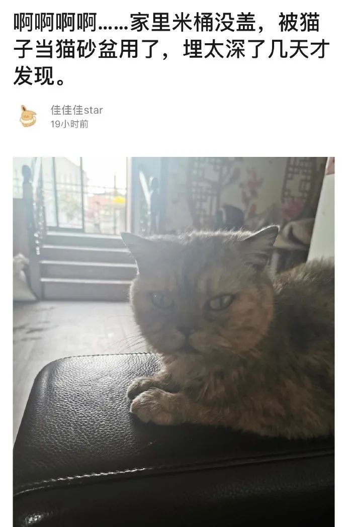 猫咪把米桶当猫砂盆，埋得太深几天后才发现！怎样教育做坏事的猫(图1)