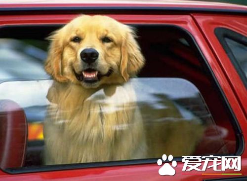 怎么样戴狗坐车 熟习狗不晕车方式