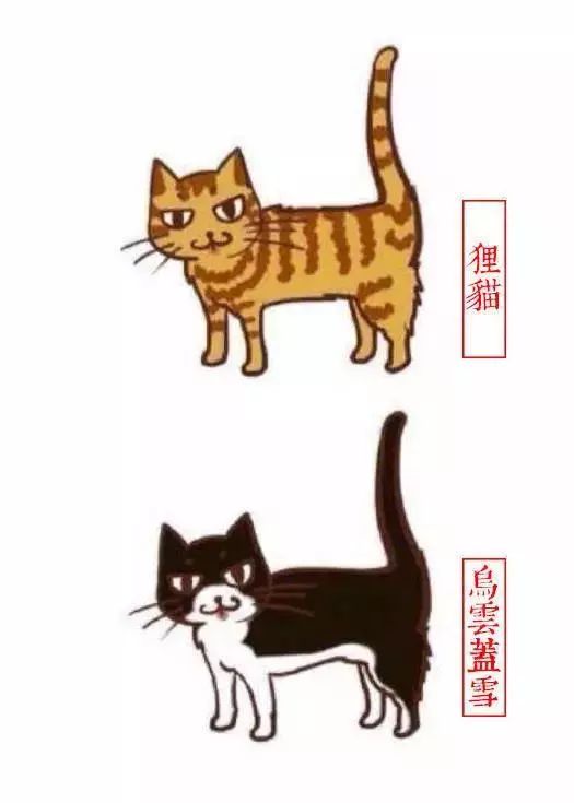 中国人最喜欢养的五种猫！你家主子入选了吗？(图5)