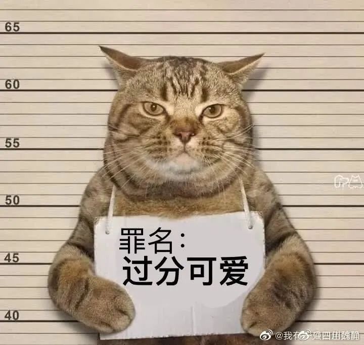 猫咪深夜外出被捕后拍照成网红！这么做，竟能让猫多活10年(图10)