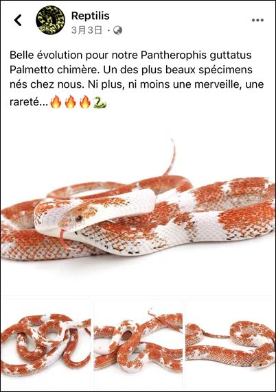 法国繁殖场孵化的“奇美拉”表型棕榈玉米蛇，美艳绝伦独一无二！(图1)