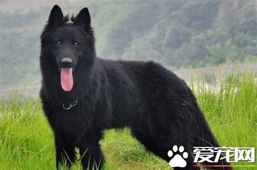 比利时牧羊犬练习难度 一种比拟聪慧的狗狗