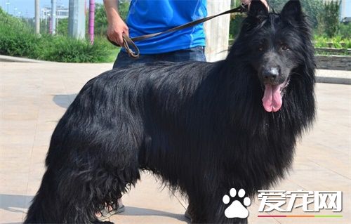 比利时牧羊犬练习难度 一种比拟聪慧的狗狗