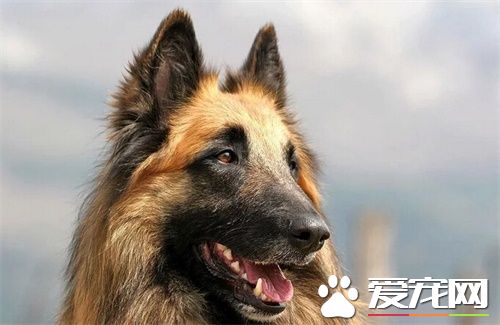 比利时牧羊犬练习难度 一种比拟聪慧的狗狗