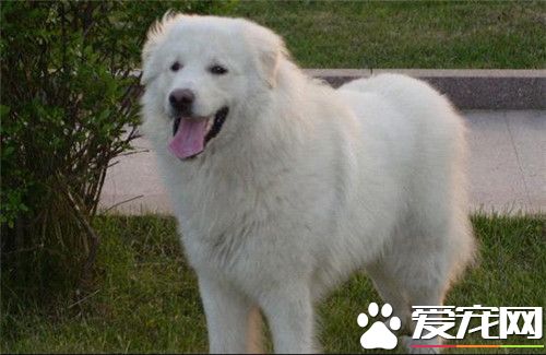 萨摩耶犬怎么样熟习 3个月到6个月是最好熟习时间