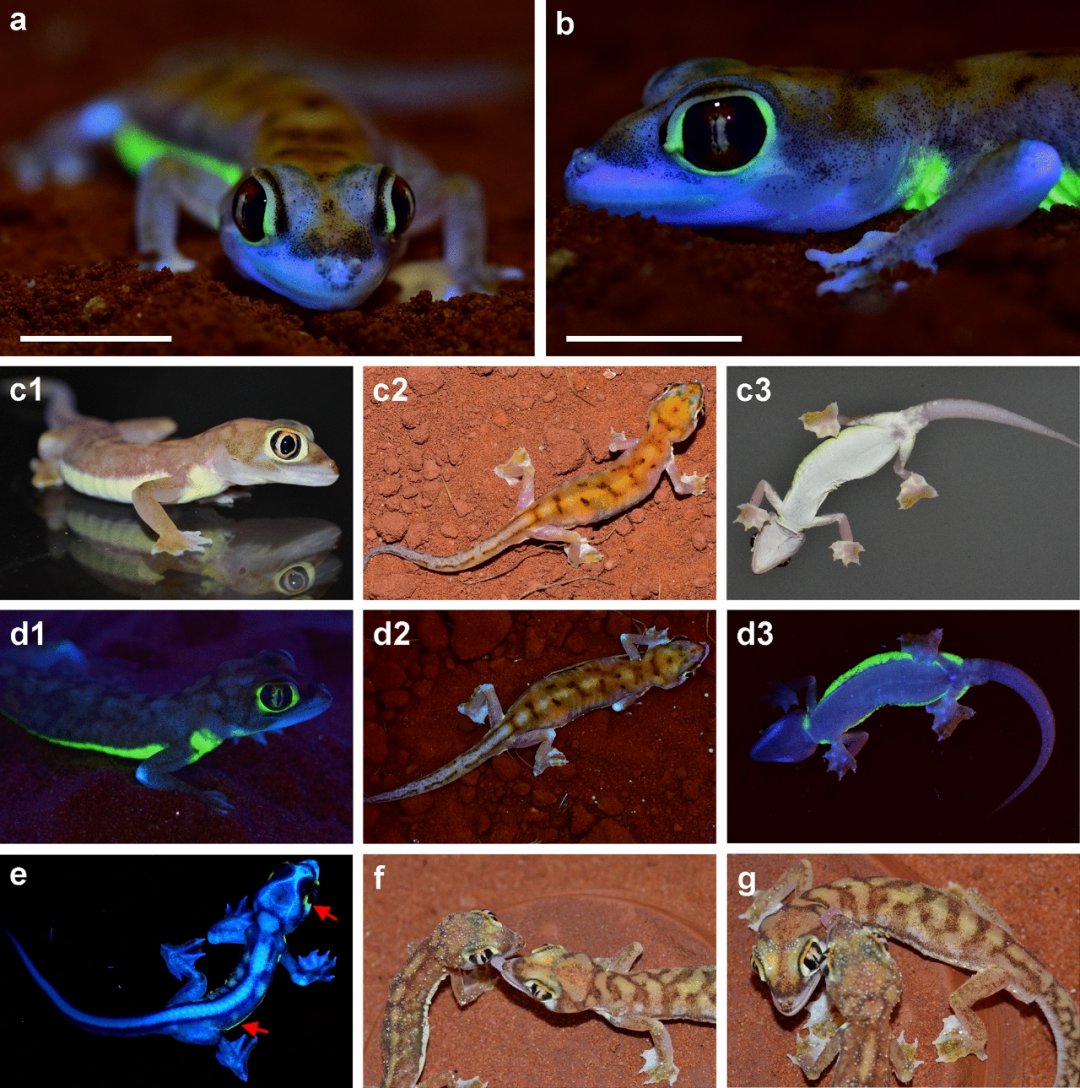 网红纳米比亚沙守宫被证实，在虹色素细胞的作用下可以发出荧光！(图9)