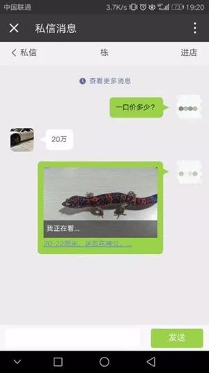 豹纹守宫新基因迷彩花在中国诞生？(图10)