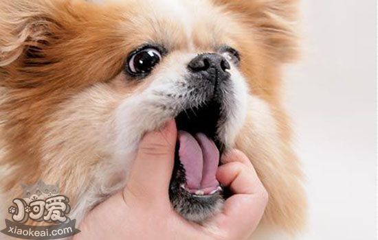狗狗牙结石怎么去除 不治疗可导致牙齿脱落(图1)